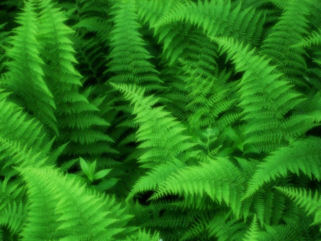 Fern