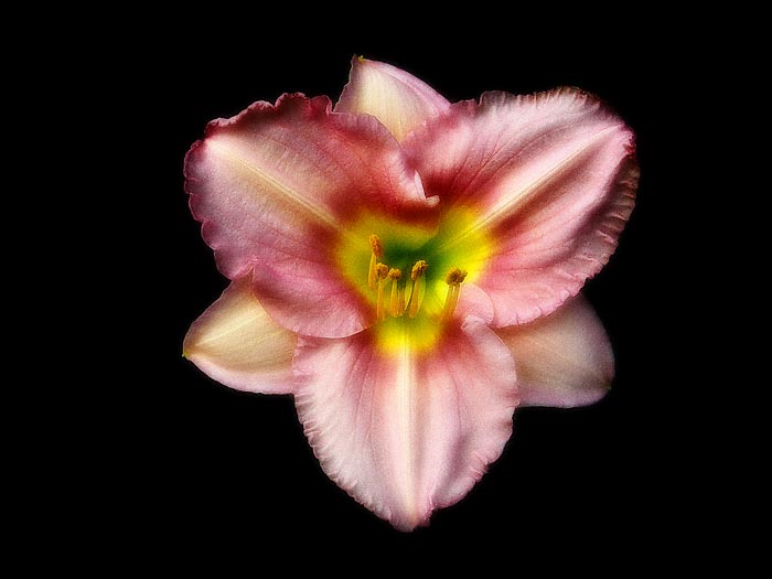 Daylily 0789