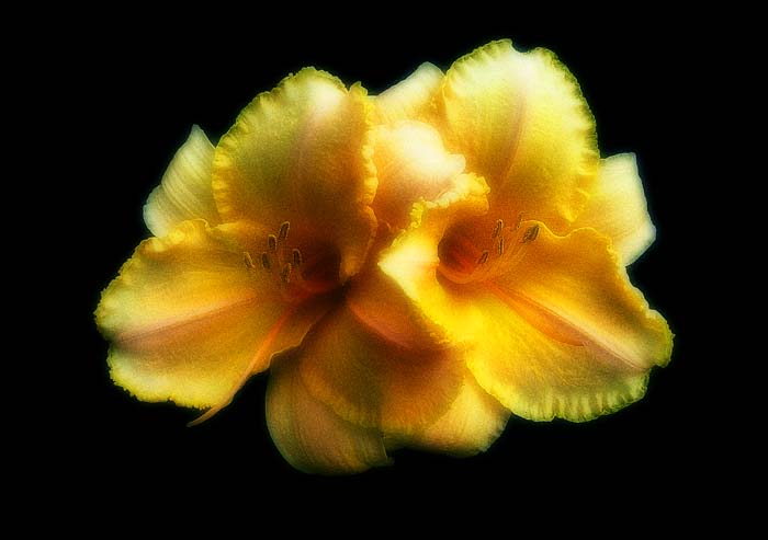 Daylily 0794