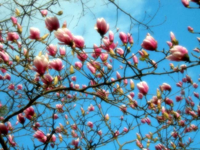 June&rsquo;s Magnolia