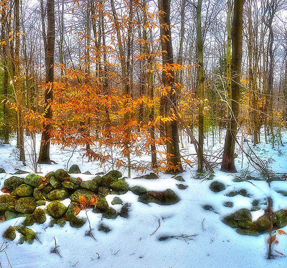 Snowy Woods