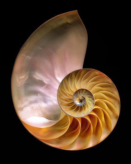 Chambered Nautilus