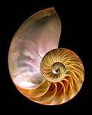 Nautilus