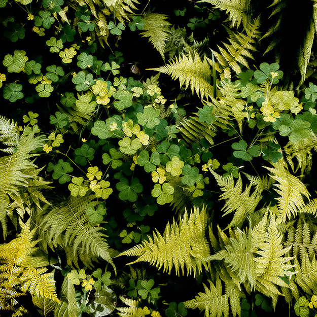 Clover and Fern