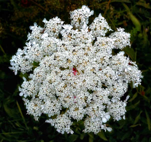 Queen Anne's Lace