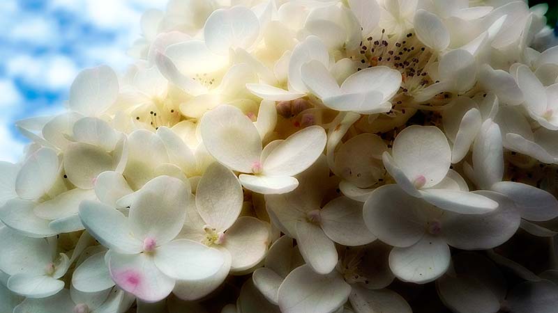 Hydrangea and Sky
