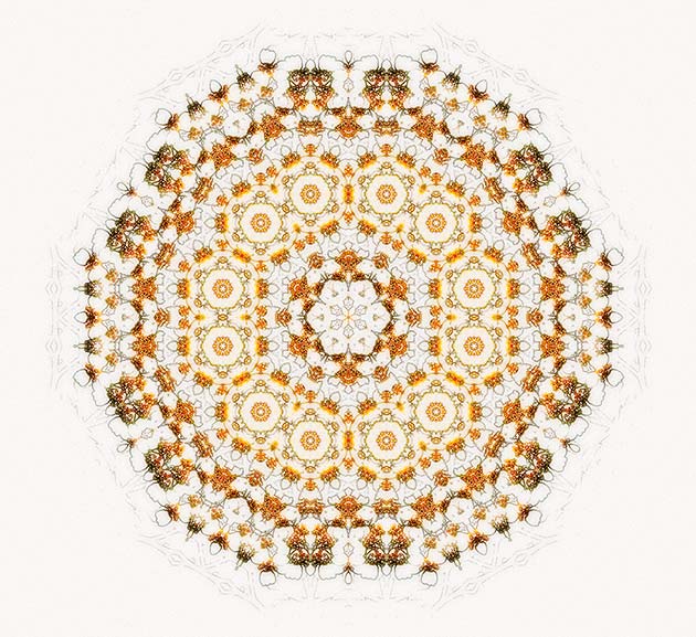 Circle Of Compassion