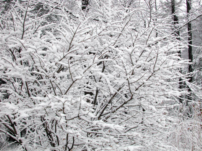 After the Storm, Outside the Sunroom