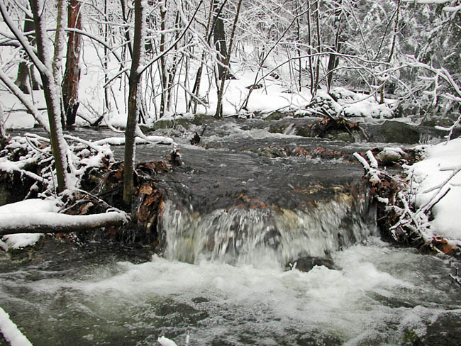Up the Brook Towards the White Dot Trail