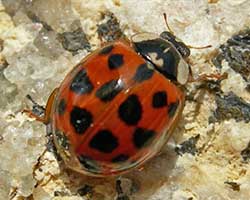 Ladybugs