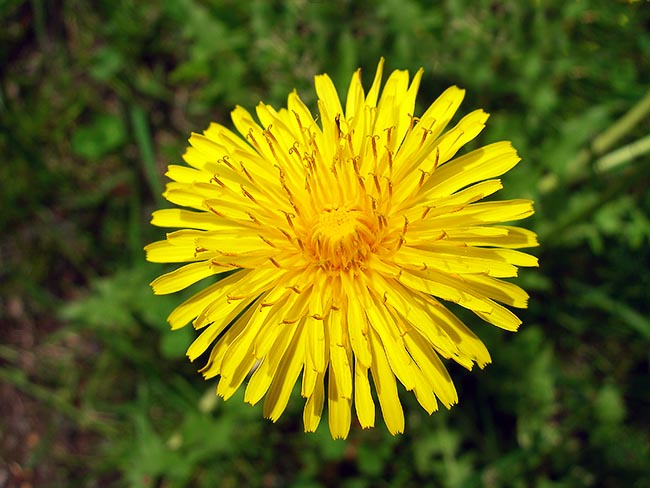 Dandelion