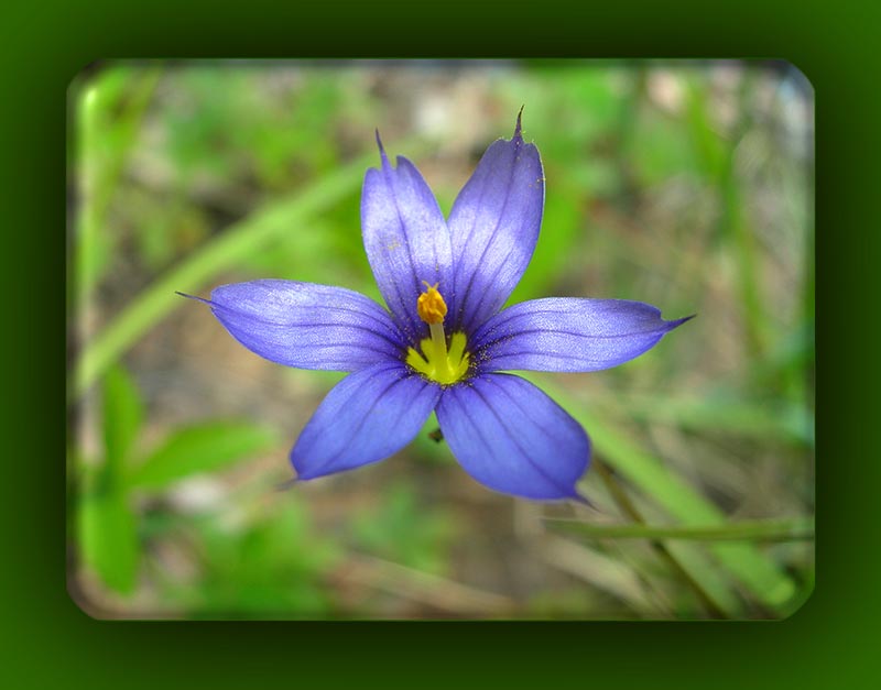 Blue-eyed Grass
