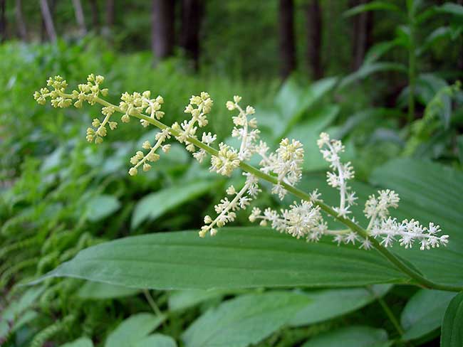 False Solomon&rsquo;s Seal