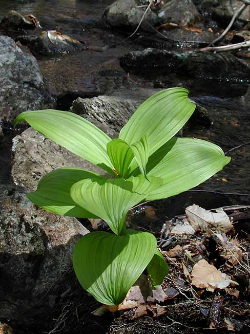 False Hellebore