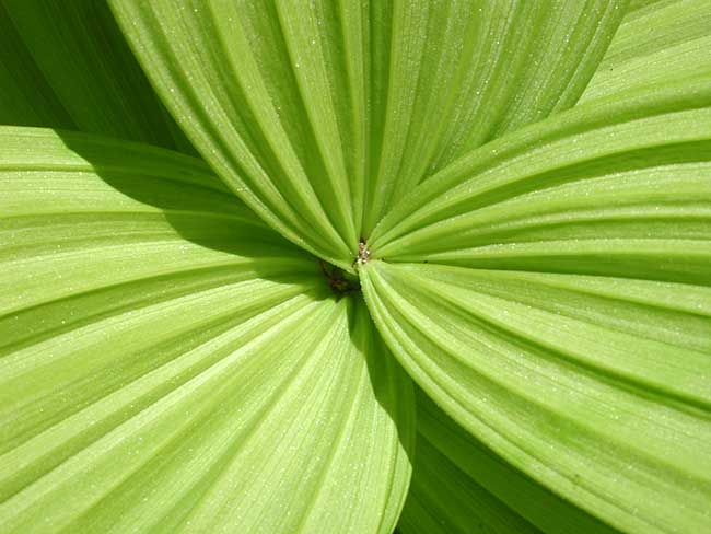False Hellebore