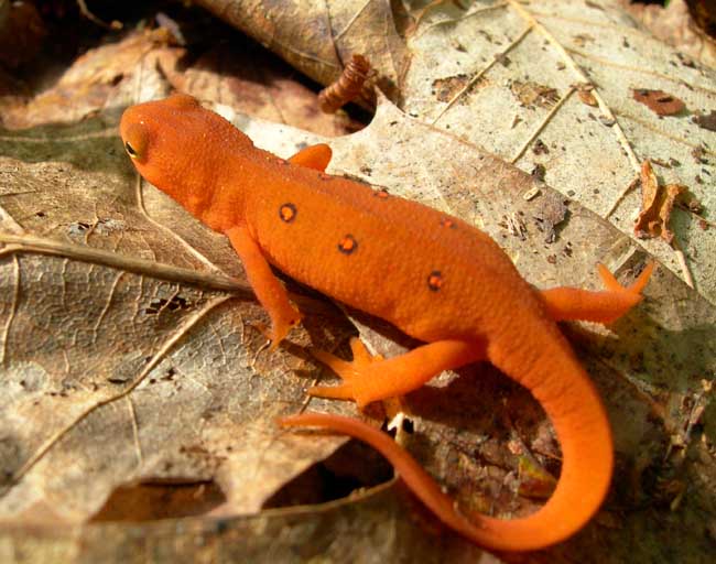 Red-Spotted Newt