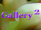 Gallery 2