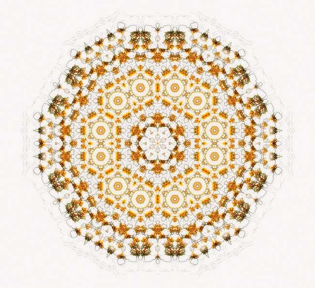 >Circle of Compassion