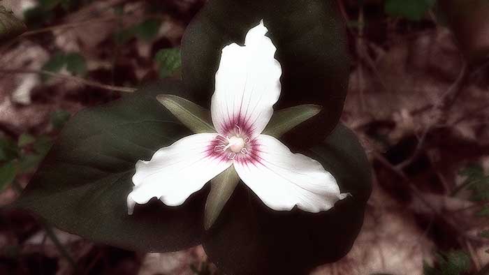Trillium