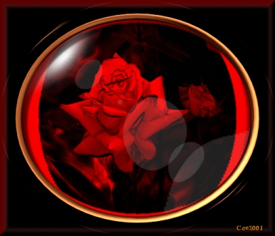 Blood of Jesus the Red Rose