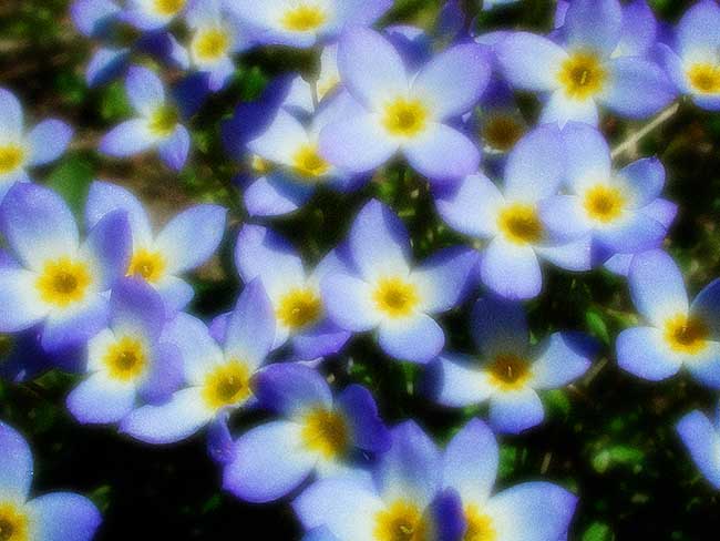 Bluets